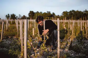 Liber Pater Wine
