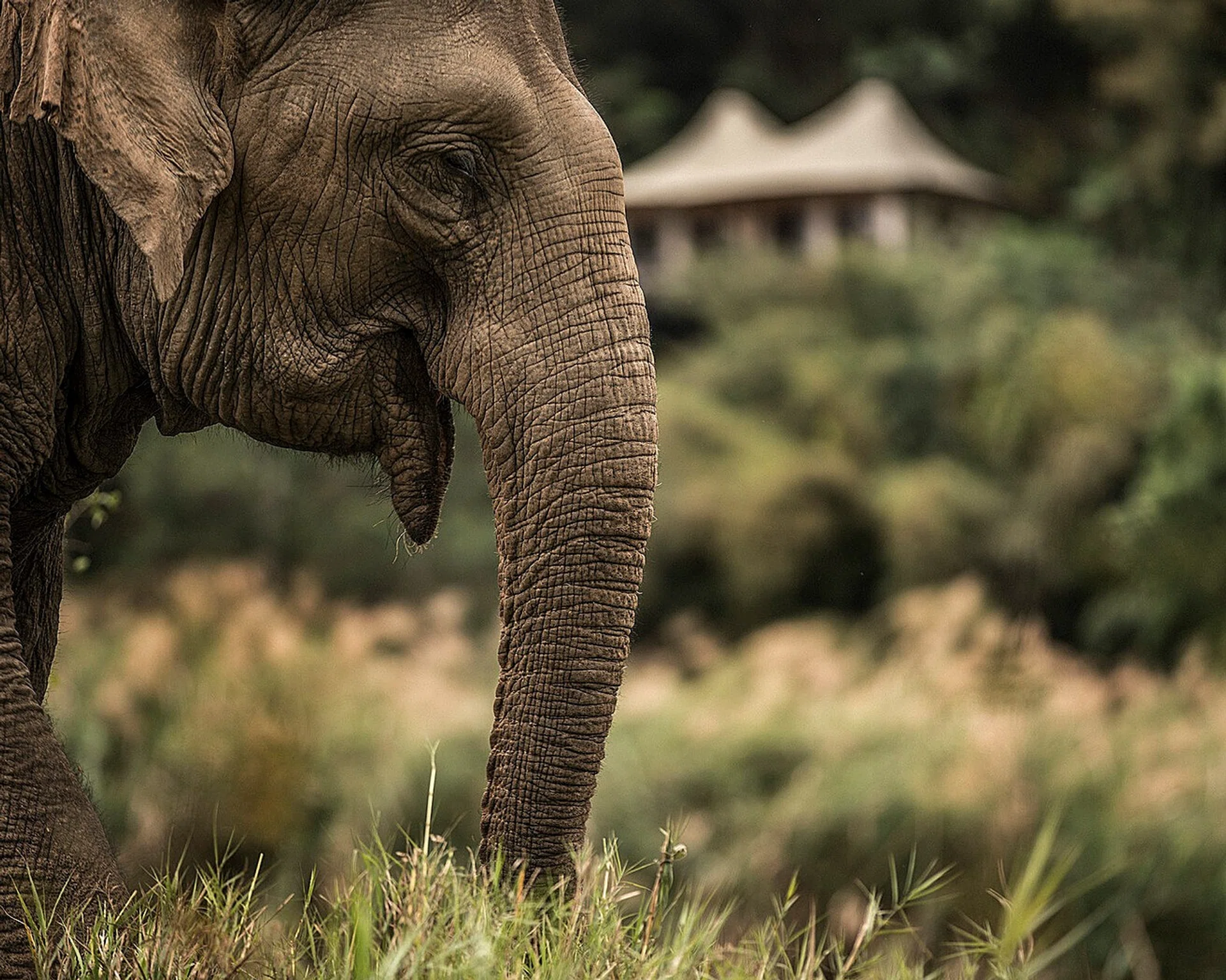 Four Seasons Tented Camp Golden Triangle