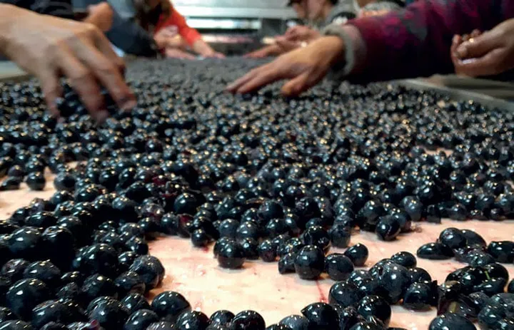 QUALITY CONTROL Grapes that don’t make the cut are readily discarded.
