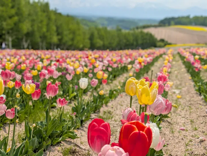furano