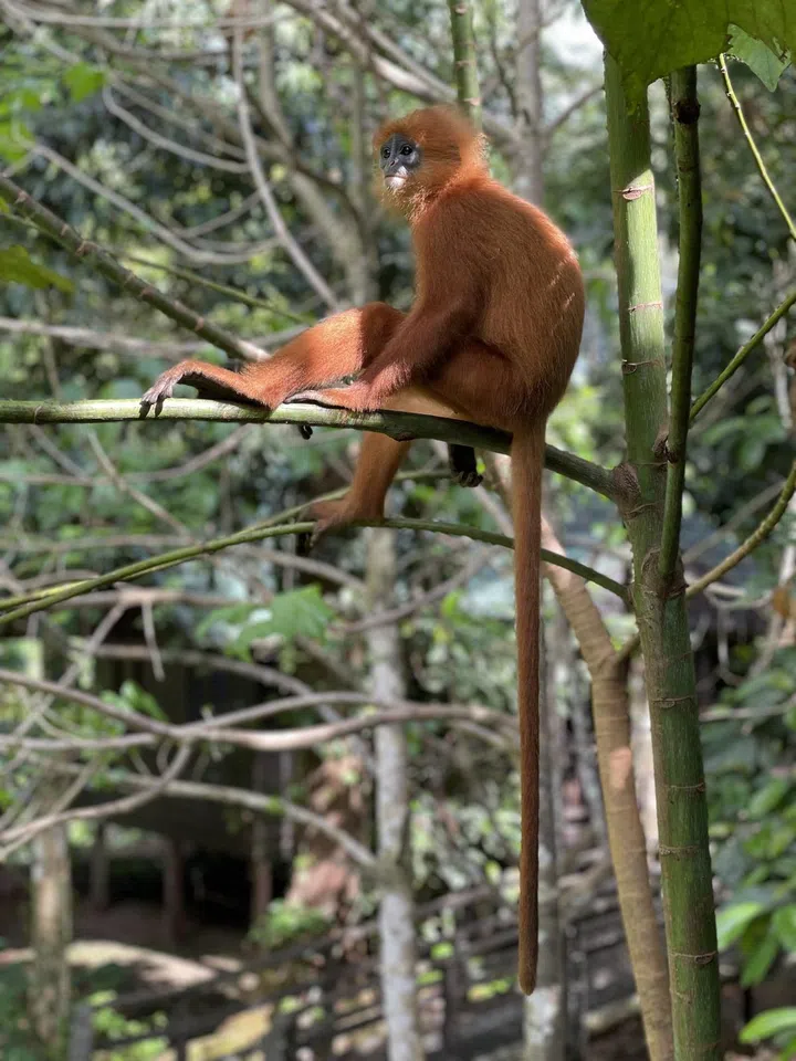 Photo: Borneo Rainforest Lodge