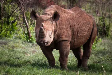 Grumeti-Fund-Serengeti-black-rhino