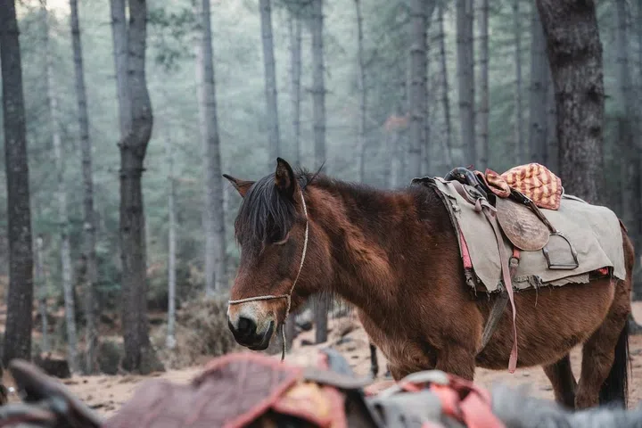 Horse trekking is popular in Bhutan’s mountainous landscapes and scenic valleys. (Photo: Josh van der Ploeg)