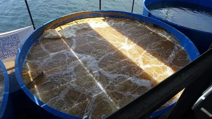 Seawater is treated with bio-filters before being used in the farm. 
