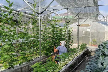 Urban Farms Singapore