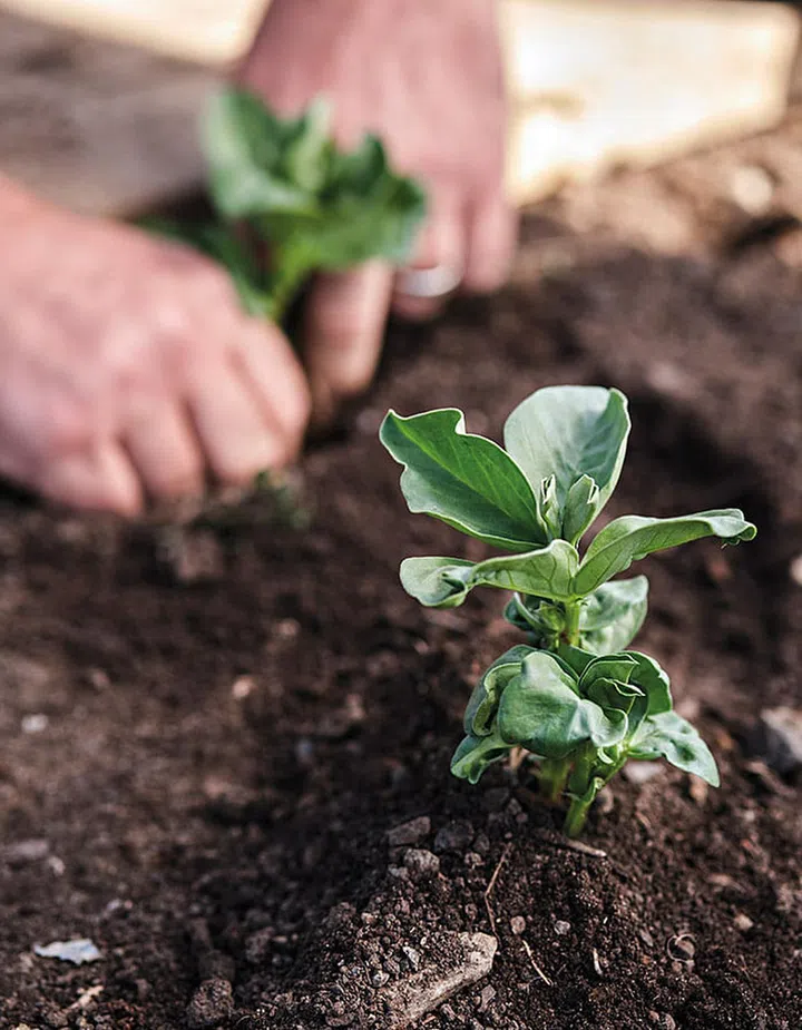 Growers and chefs work side-by-side in Cumbria, England, home to Simon Rogan’s Our Farm and three-Michelin-starred L’Enclume.