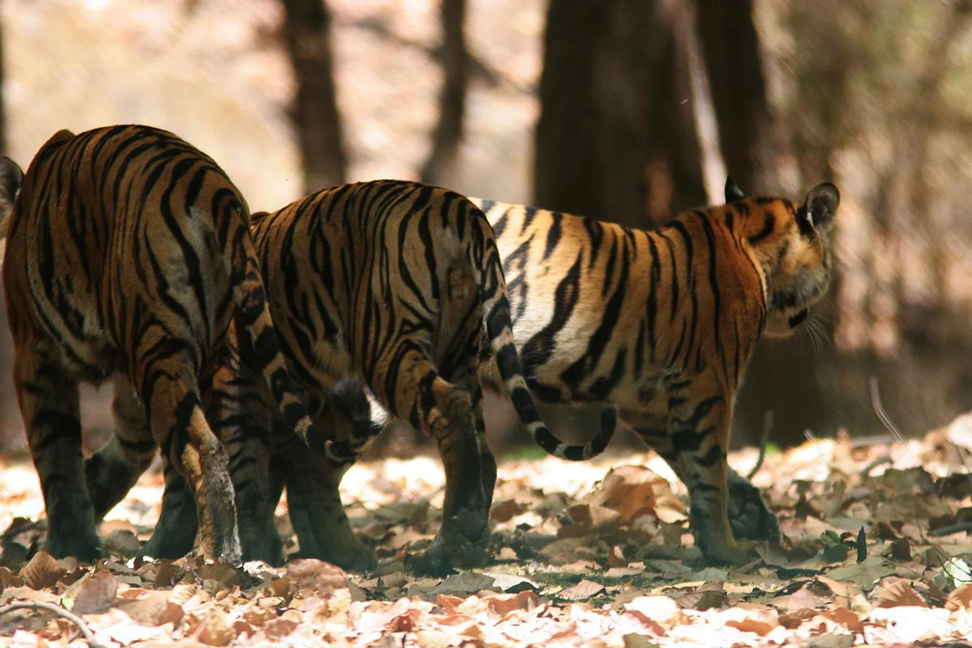 Tigers.