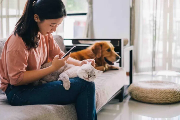 ZumVet offers consultation via video calls and prescription refills for pets.