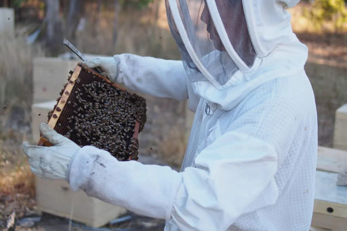 The accidental beekeeper: How Chris Chow from Bee Bee Natural went from ...