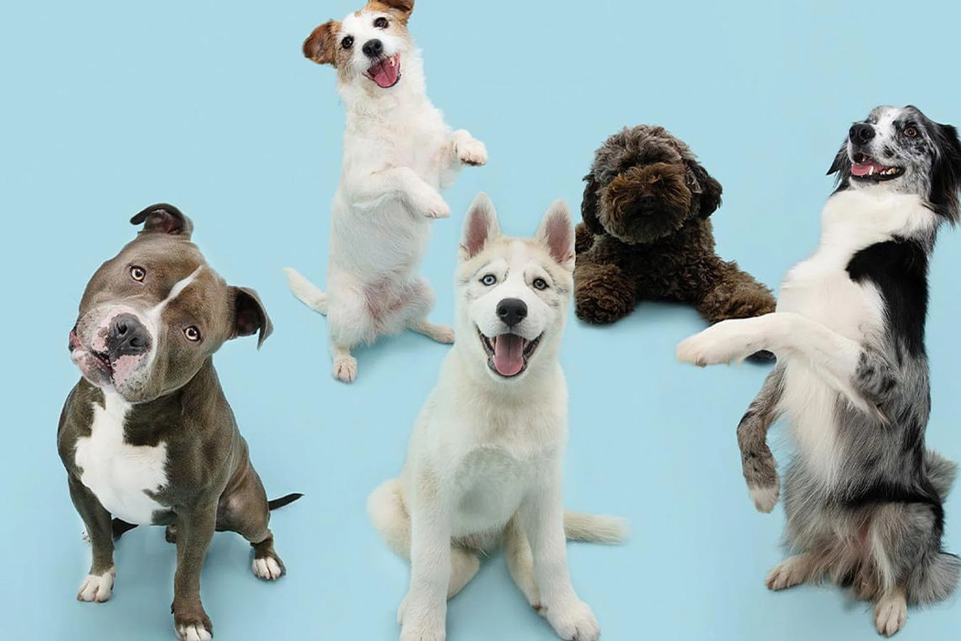 Petcare businesses