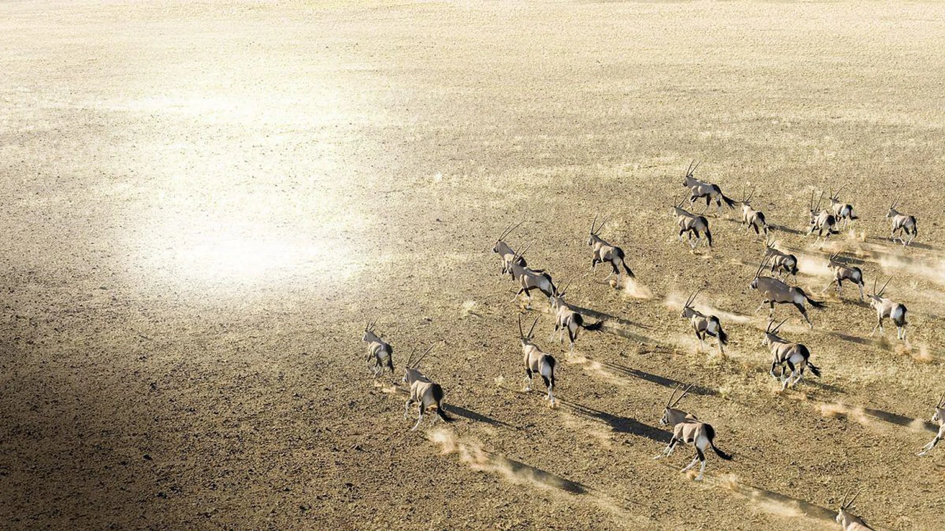 <b>Namib Desert, Namibia</b><p>I took a few pictures of this gemsbok herd as we flew over a dry river bed in a microlight plane. Large antelopes like these can survive in arid environments as they get moisture from the vegetation they eat.