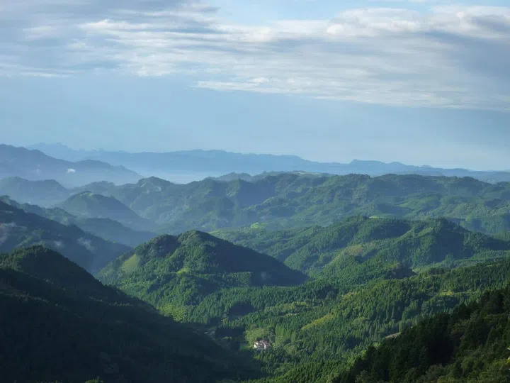 “Planted forests account for 30 per cent of Japan’s forestland and are now ready to be harvested. Although logging continues, managing reforestation has become a major problem since Japan’s forest industry has declined,” says Shinkichi Mizutani. (Photo: More Trees) 