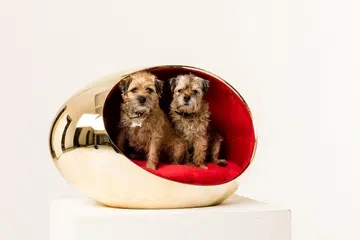 dog houses