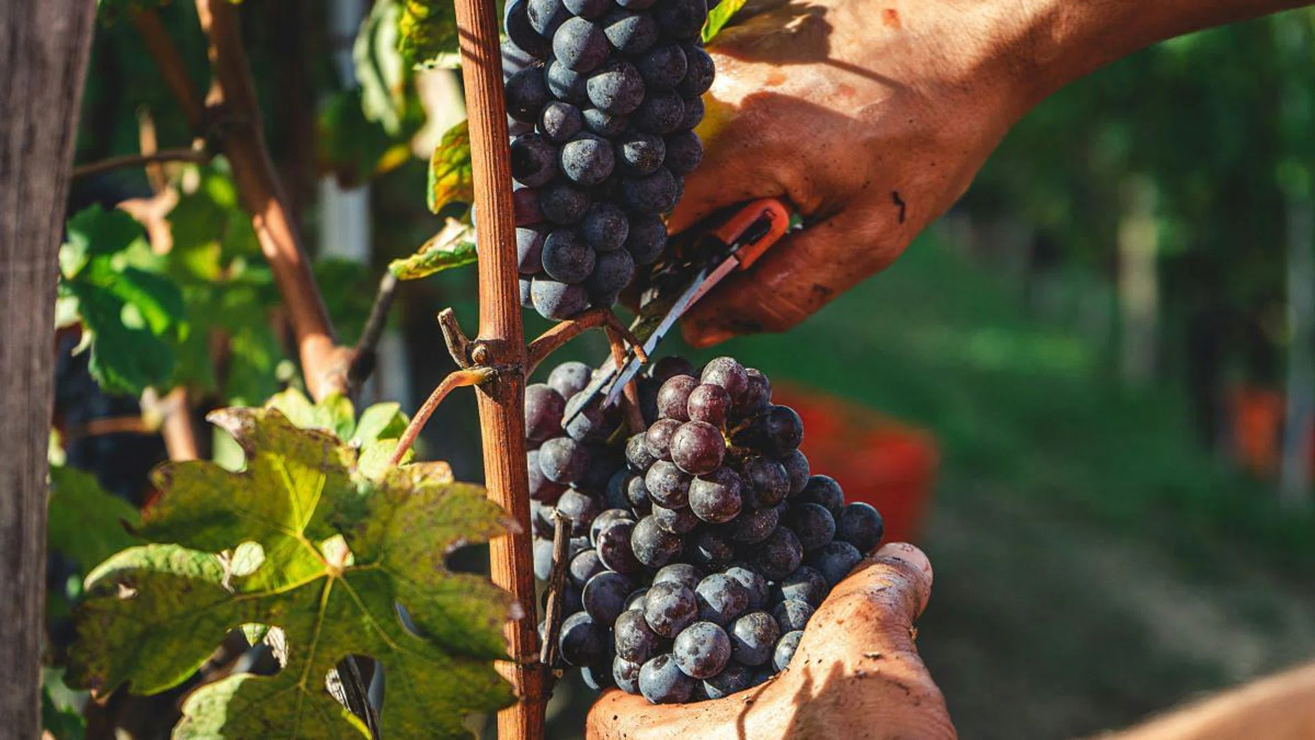 Barolo wines are made with Nebbiolo grapes which grow on ancient marly soils. (Photo: Unsplash, Andrea Cairone)