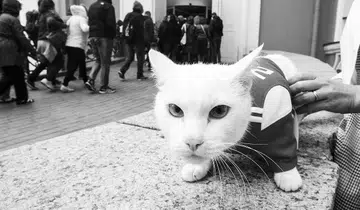russian cat archilles world cup fifa 2018 predictions