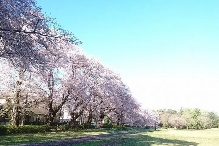 Cherry blossoms blanket Nogawa Park each spring, where locals picnic beneath 8,000 trees along the riverside — a serene escape just minutes from central Tokyo.