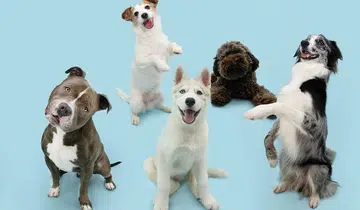 Petcare businesses