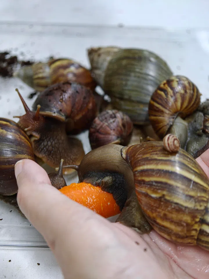 wholesnail