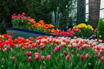 Tulipmania 1_result