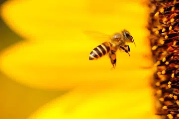 boris-smokrovic-bee-image-unsplash