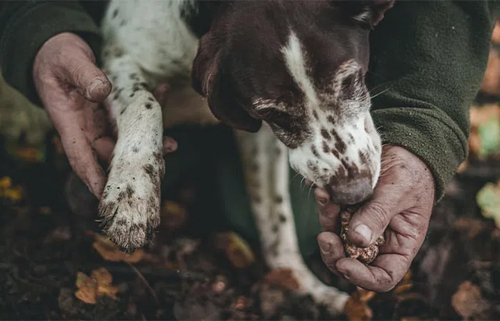 Truffle hunting with dogs, photo by Andrea Cairone