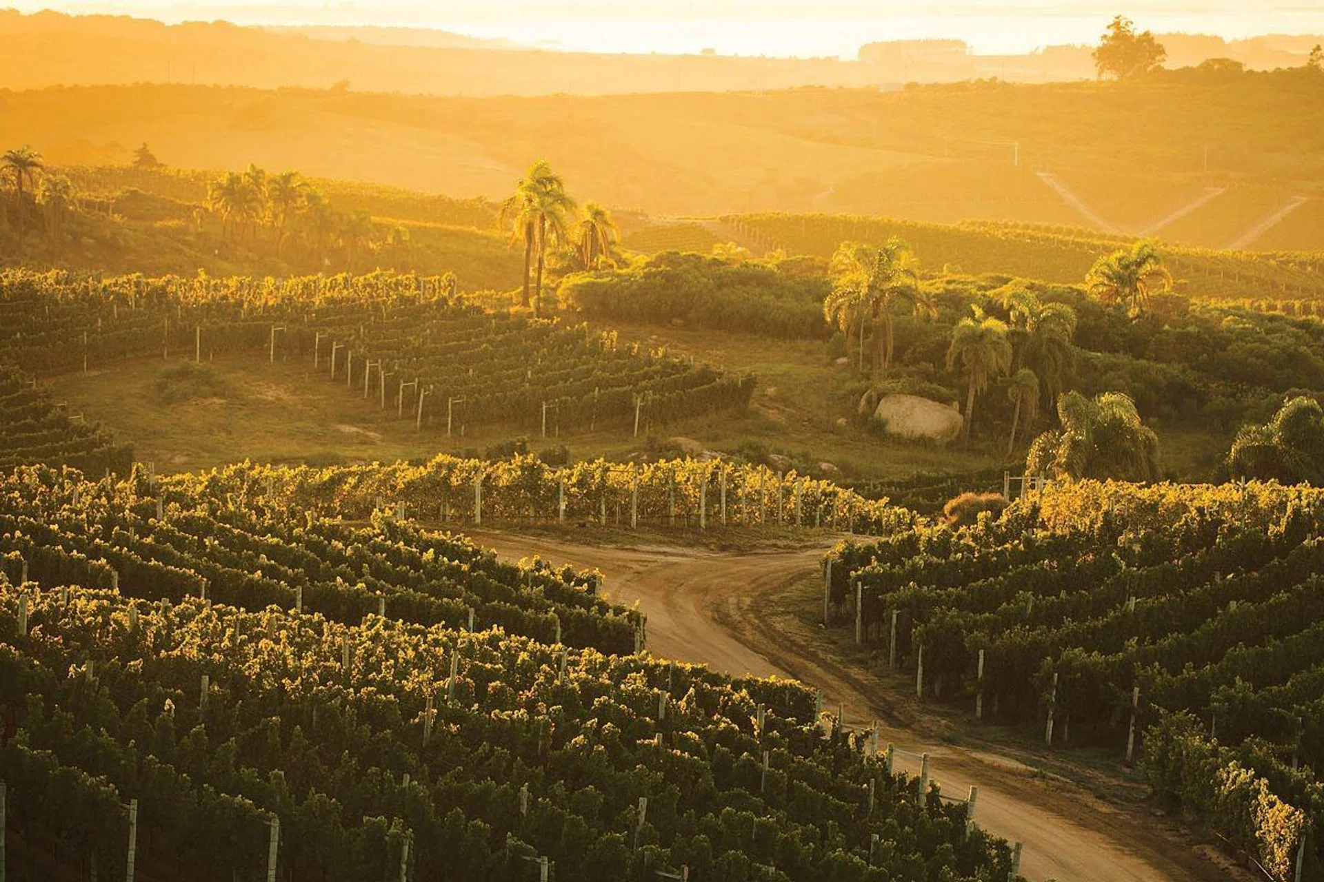 Sunset over the vineyards at Bodega Garzón, Uruguay.