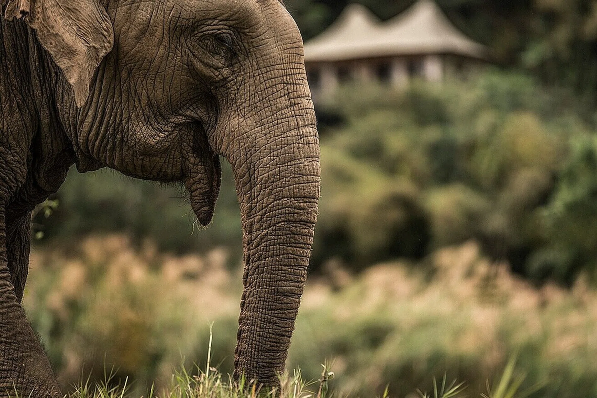 Four Seasons Tented Camp Golden Triangle