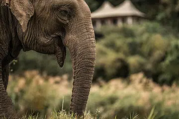 Four Seasons Tented Camp Golden Triangle
