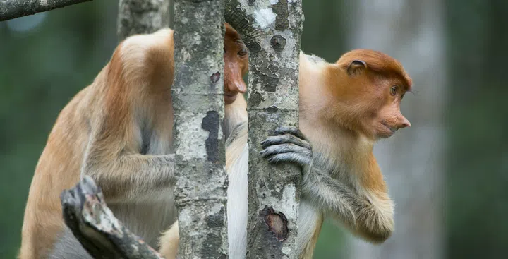 Proboscis monkeys. (Photo: Gaya Island Resort)