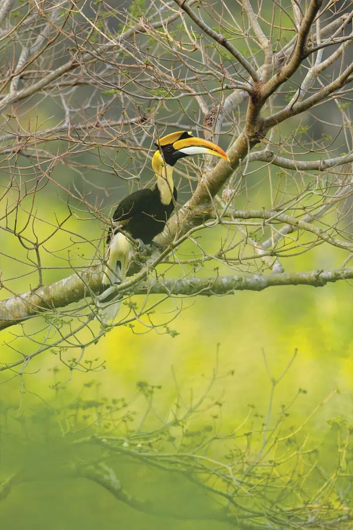 A Great Hornbill resting on a tree. (Photo: Peter Ong)