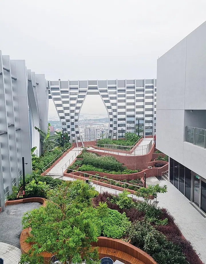 The greens from 1-Arden Food Forest are used by restaurants at CapitaSpring.
