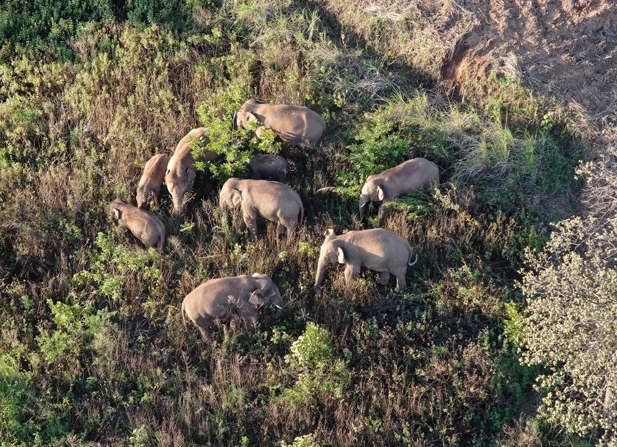 This file photo taken on 20 June 2021 and released on 24 June by Yunnan Provincial Command of the Safety Precautions of the Migrating Asian Elephants shows elephants, part of a herd which had wandered 500 kilometres north from their natural habitat, walking near Yuxi city, in Yunnan province, China. (Handout/Yunnan Provincial Command of the Safety Precautions of the Migrating Asian Elephants/AFP)