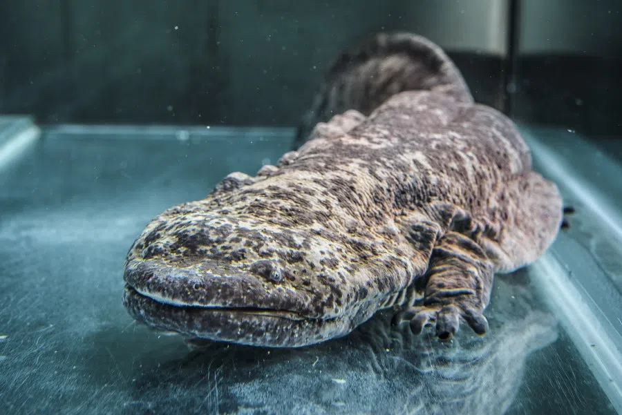 Chinese giant salamander in Prague Zoo. (Wikipedia/Petr Hamerník - Zoo Praha)