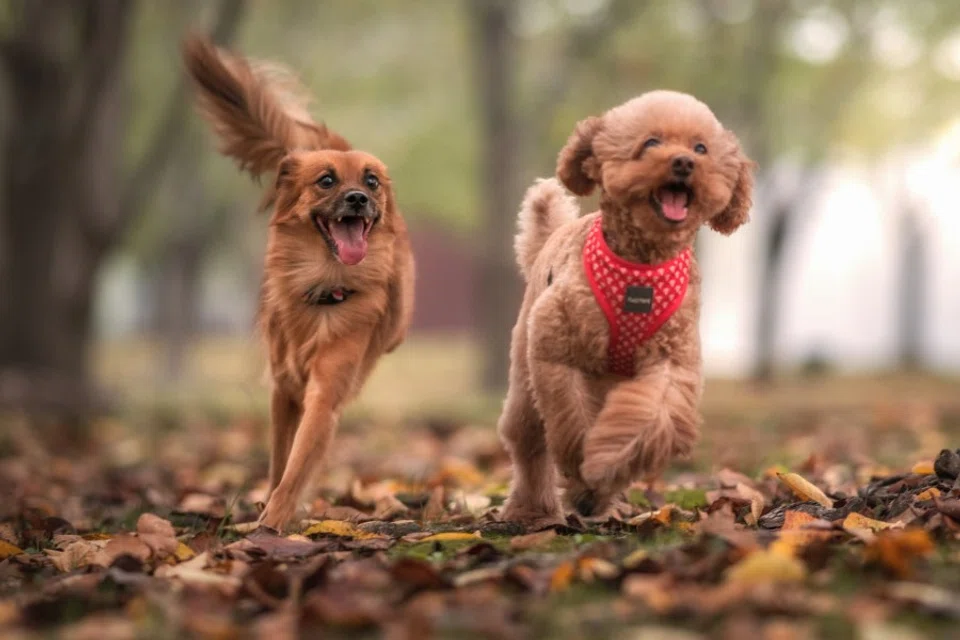 China's pet economy is taking off, driven by the one-child generation born in the 1980s and 1990s. (Internet/SPH)