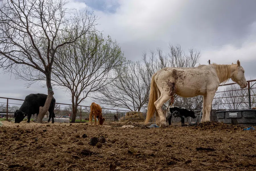 Livestock is seen on a farm on 24 February 2023 in Quemado, Texas, US. (Brandon Bell/Getty Images/AFP)