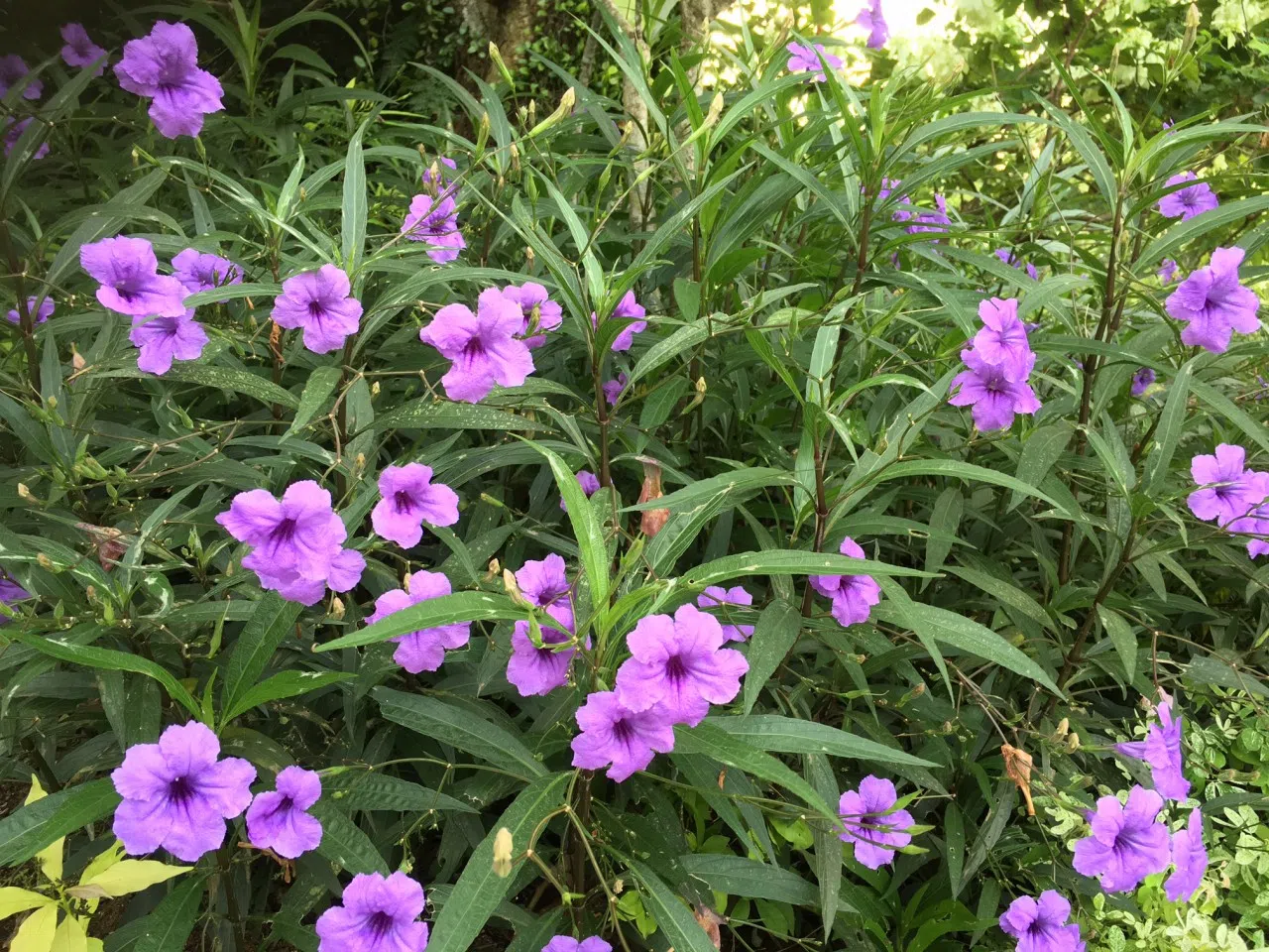 Mexican Petunia (Ruellia simplex) flowers. (Photo: Wilson Wong)