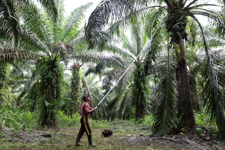 A farmer harvests oil palm fruit at the Melati Hanjalipan cooperative plantation in Hanjalipan village, East Kotawaringin, Central Kalimantan province, Indonesia, 22 July 2025. (Ajeng Dinar Ulfiana/Reuters)