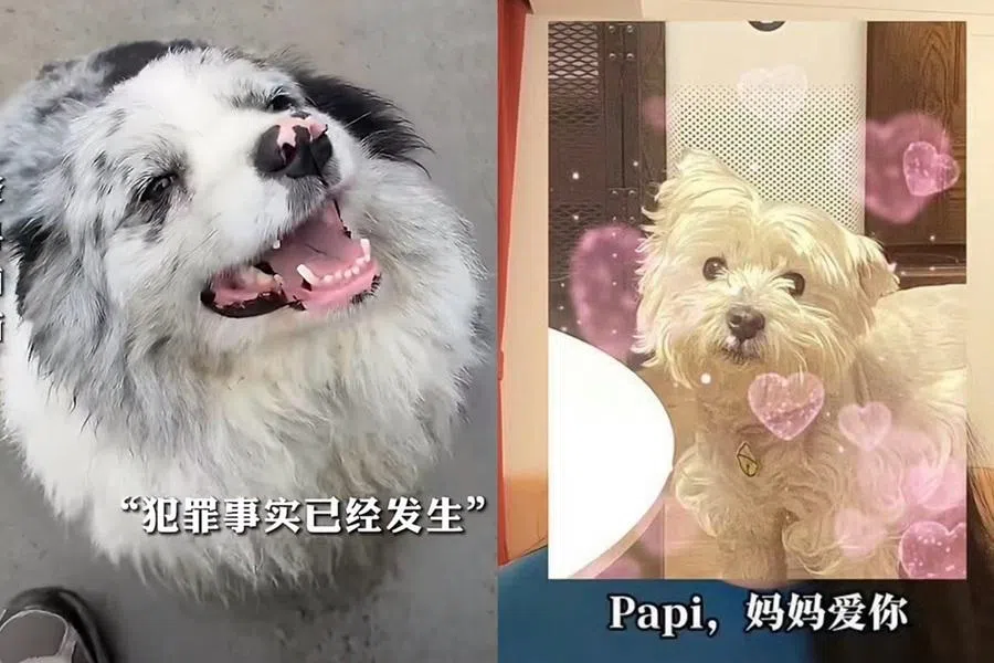Chutou (left) was stolen and sole to a dog meat trader, while Papi was a victim of pet poisoning.