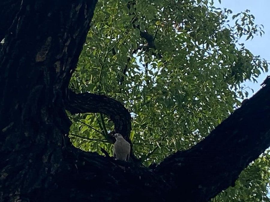 The turtle dove on a camphor tree. (Facebook/蔣勳)