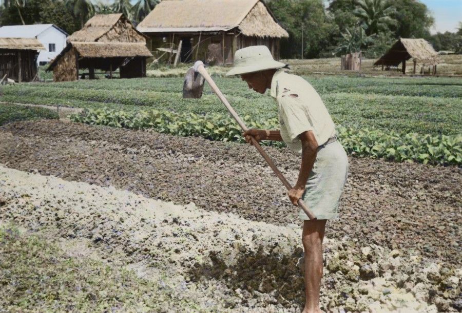A man hoeing the ground in a vegetable farm in Singapore, 1960s. Usually, after harvesting comes a short fallow period, and the ground needs to be loosened before the next sowing. The lodgings in the background are traditional Malay grass houses.