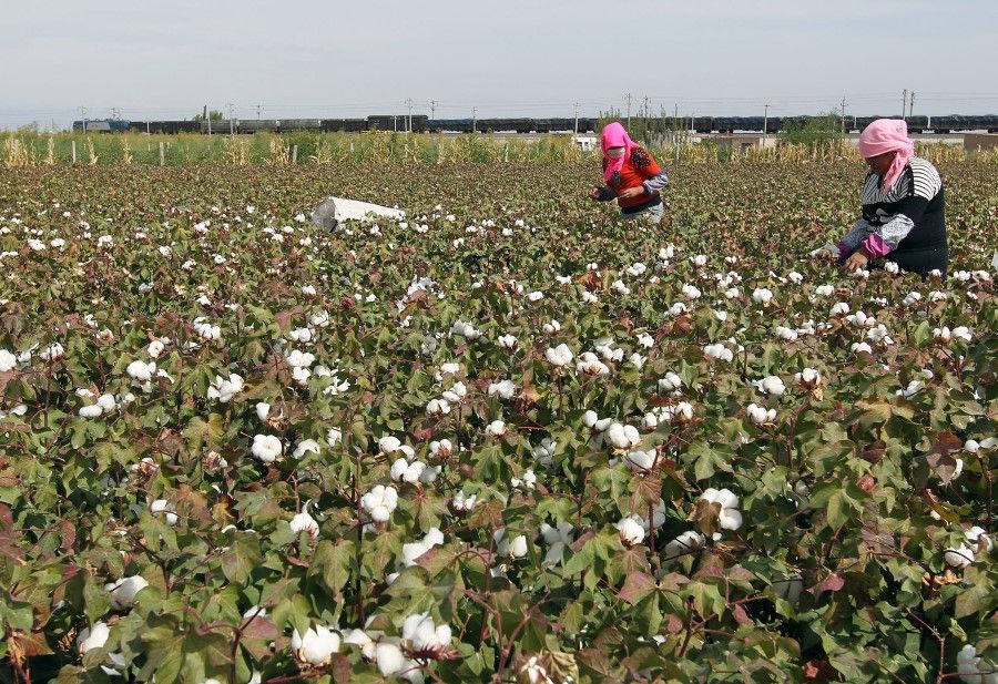 This photo taken on 20 September 2015 shows Chinese farmers picking cotton in the fields during the harvest season in Hami, in northwest China's Xinjiang region. (STR/AFP)