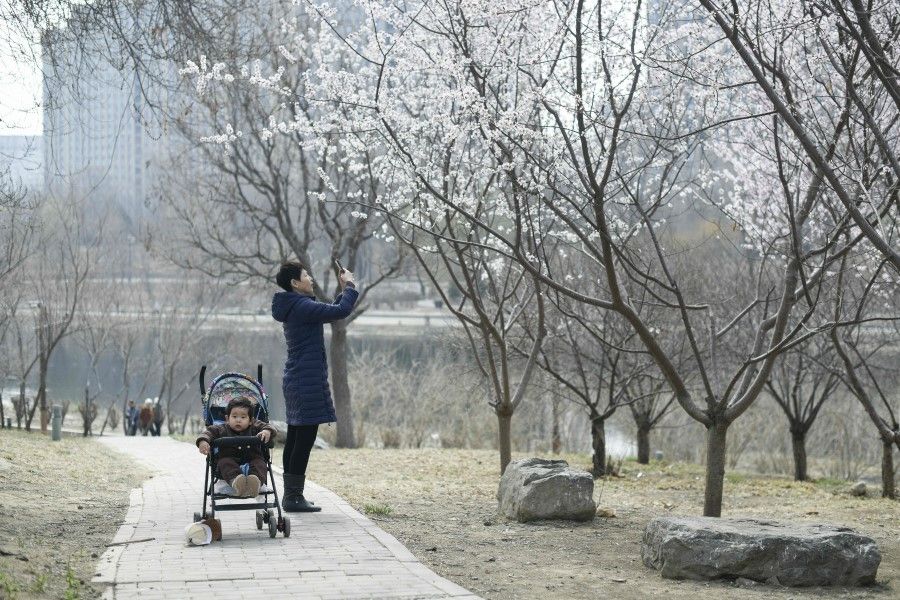 A woman takes a picture of flowers along a road in Beijing on 18 March 2024. (Wang Zhao/AFP)