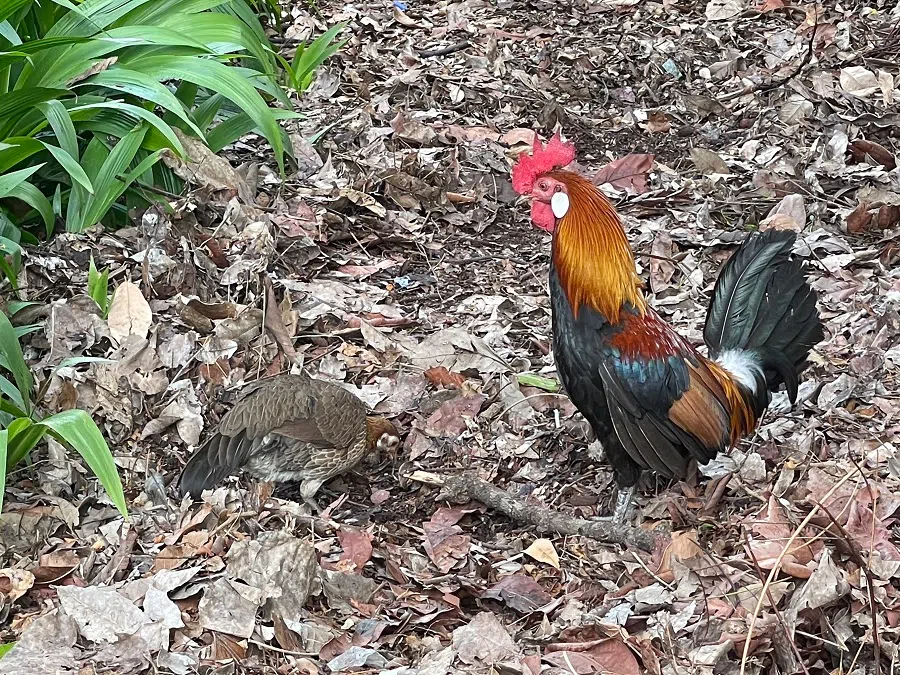 Liu has spotted junglefowl in many areas in Singapore. (Photo provided by interviewee)