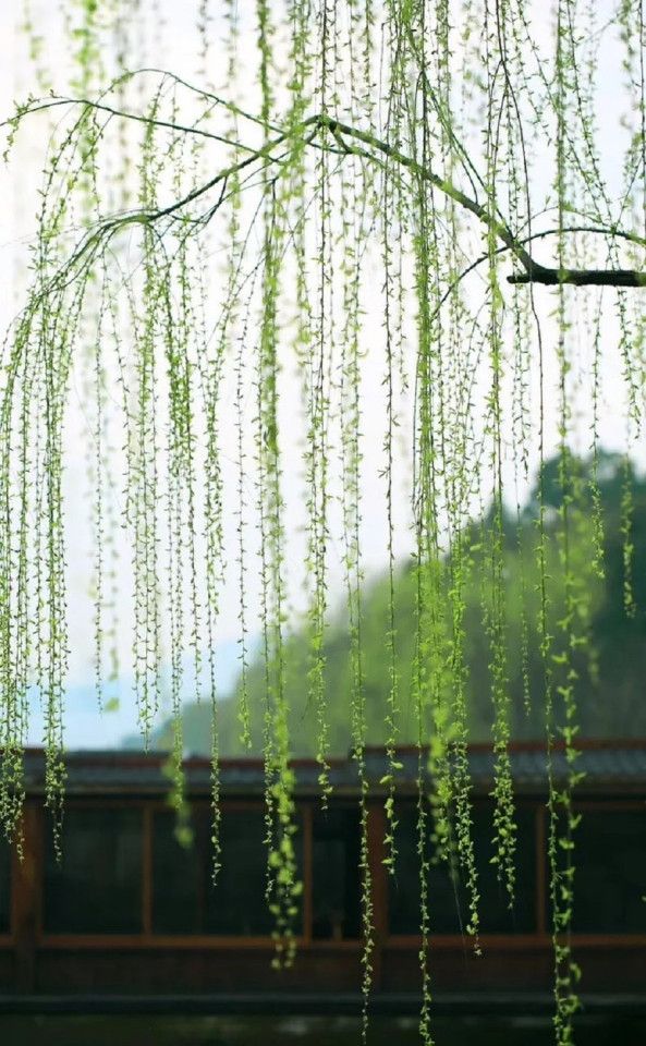 Young green leaves cascade down like green waterfalls that go on for miles. (WeChat/玉茗堂前)