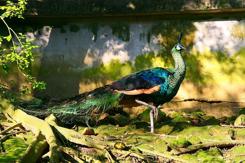 What is the fate's of China's green peacocks? (Photo: Frankyboy5/Licensed under CC BY 3.0)