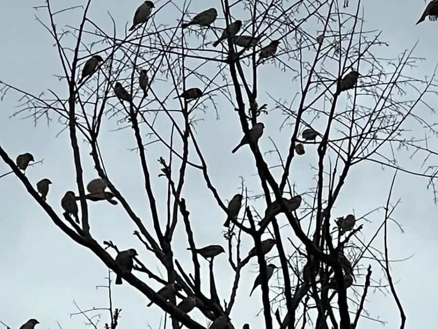 Birds flitting between the branches create a symphonic poem. (Facebook/蔣勳)
