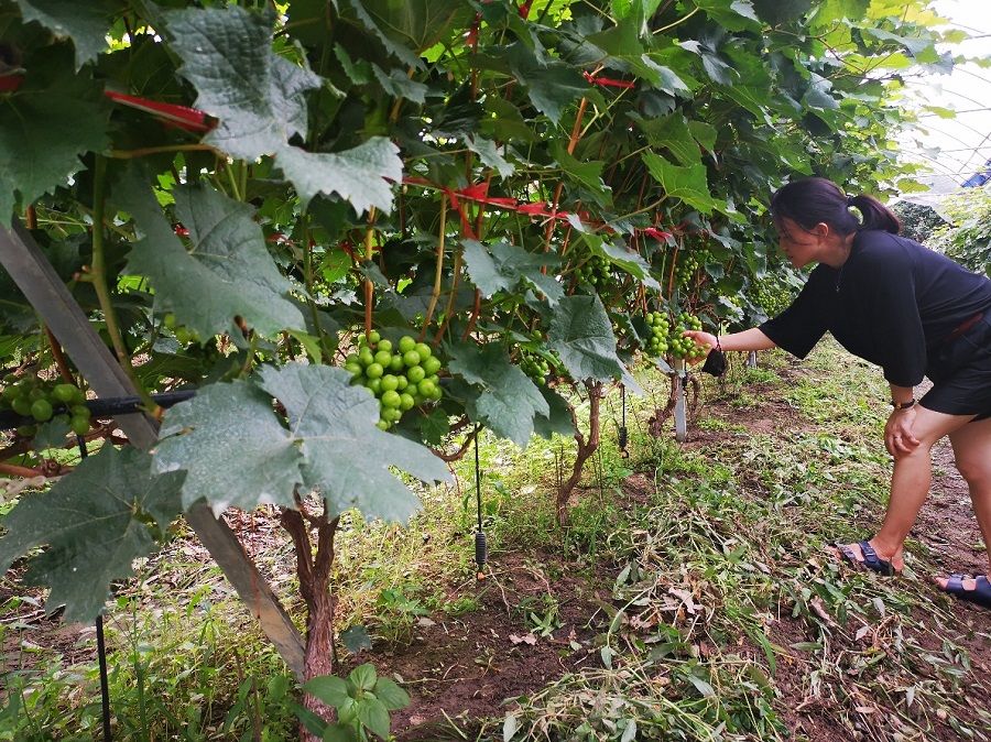Few tourists visit this fruit-picking farm in Guangzhou's Taihe town, where fruits have already ripened. (Photo: Zeng Shi)