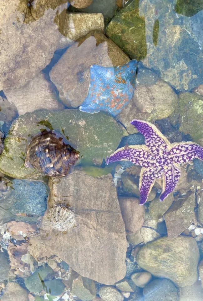 Marine life revealed on the cobble beach during low tide. The sea creature on the left with the rocky appearance is bolou and on the right are two different types of starfish.