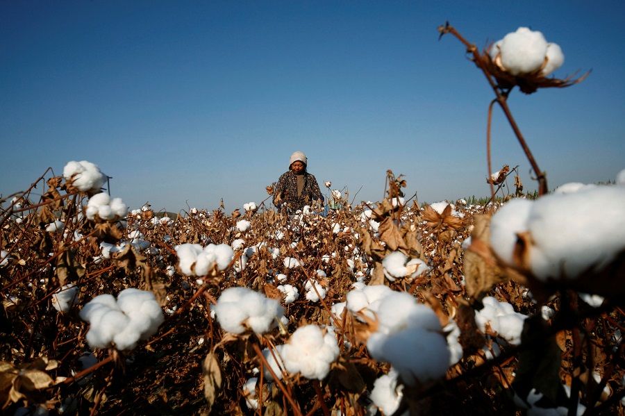 A farmer picks cotton on a farm on the outskirts of Hami, Xinjiang, China, 3 November 2010. (Stringer/File Photo/Reuters)