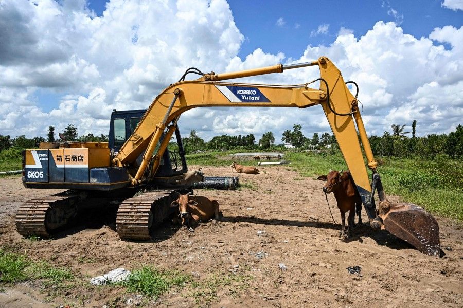 This photo taken on 26 October 2023 shows cows next to construction equipment on a building site for the Can Tho-Ca Mau highway in Can Tho city in southern Vietnam. (Nhac Nguyen/AFP)
